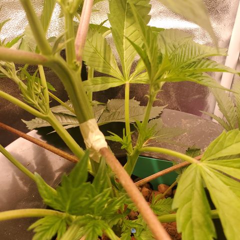 DWCCherryG Clone #1 Next growlog photo: Nose snapped off when training 