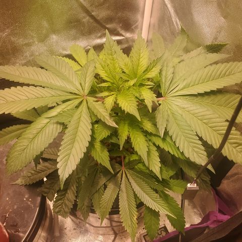 DWCCherryG Clone #1 Next growlog timeline photo