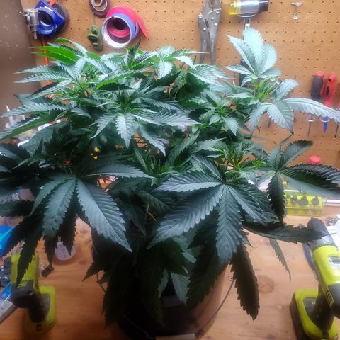 DWCCherryG Clone #1 Next growlog photo: Broke branch accidenylu 