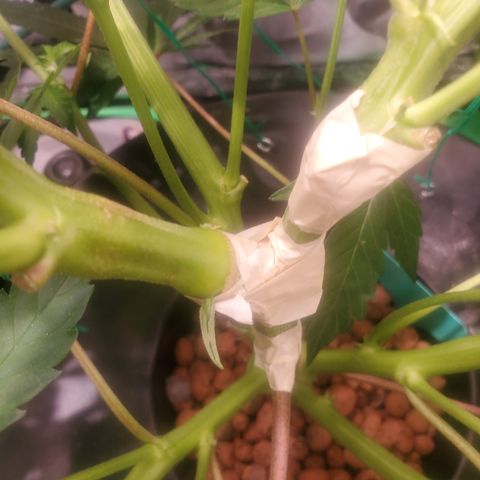 DWCCherryG Clone #1 Next growlog photo: Broke branch accidenylu 