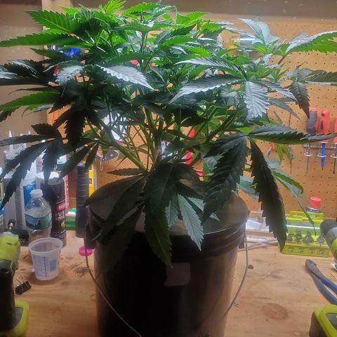 DWCCherryG Clone #1 Next growlog photo: Broke branch accidenylu 