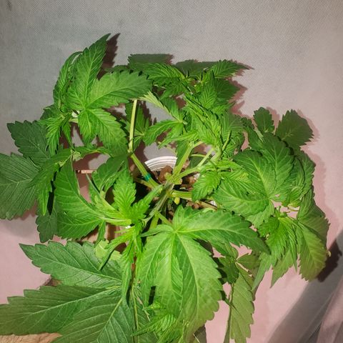 Blue Dream (solo cup challange) growlog timeline photo