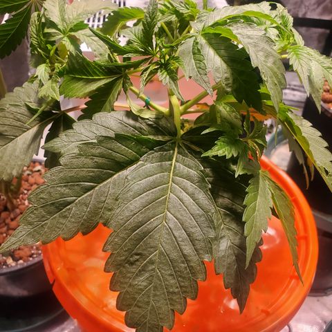 Blue Dream (solo cup challange) growlog timeline photo