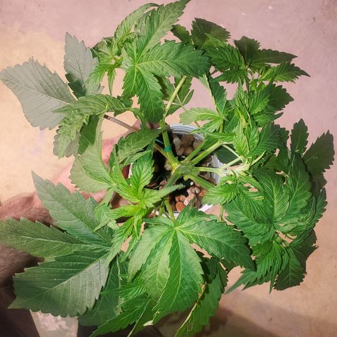 Blue Dream (solo cup challange) growlog timeline photo