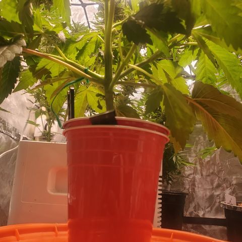 Blue Dream (solo cup challange) growlog timeline photo