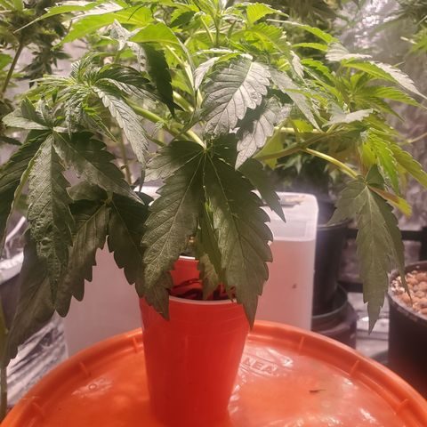 Blue Dream (solo cup challange) growlog timeline photo