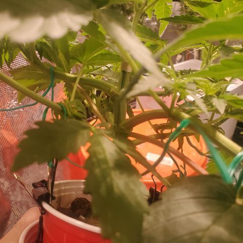 Blue Dream (solo cup challange) growlog timeline photo