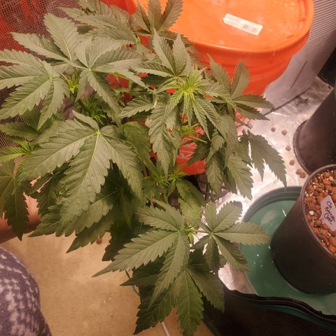 Blue Dream (solo cup challange) growlog timeline photo