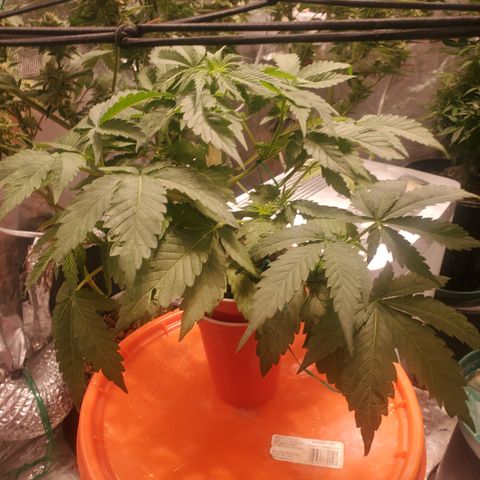 Blue Dream (solo cup challange) growlog timeline photo