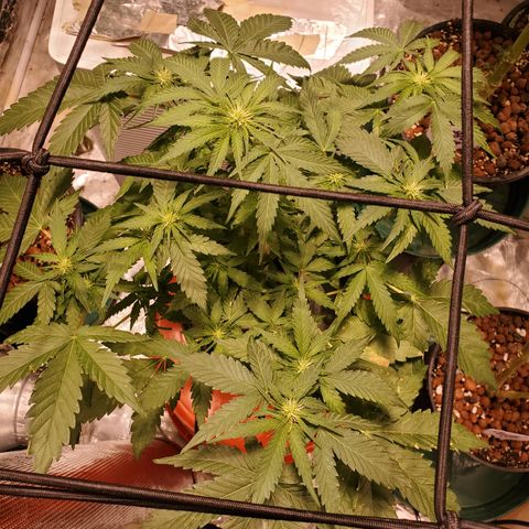 Blue Dream (solo cup challange) growlog timeline photo