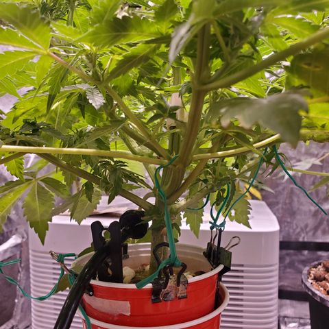 Blue Dream (solo cup challange) growlog timeline photo