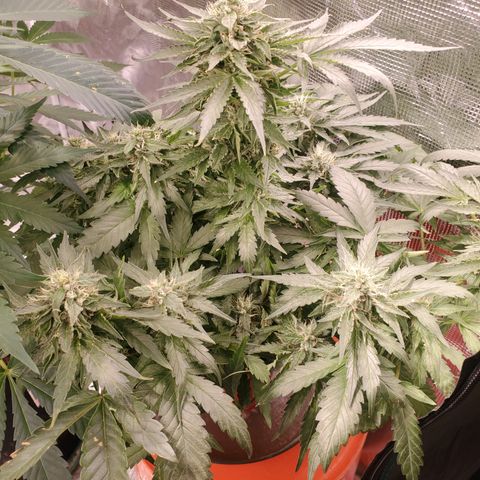 Blue Dream (solo cup challange) growlog timeline photo