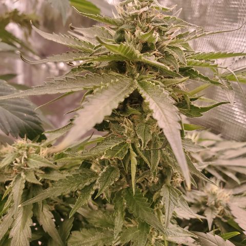 Blue Dream (solo cup challange) growlog timeline photo