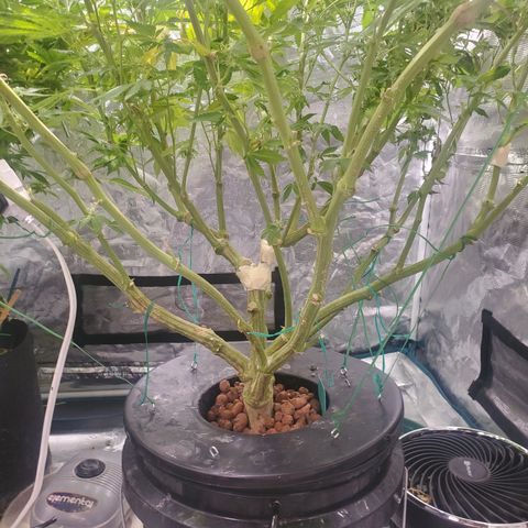 DWCCherryG Clone #1 Next growlog timeline photo