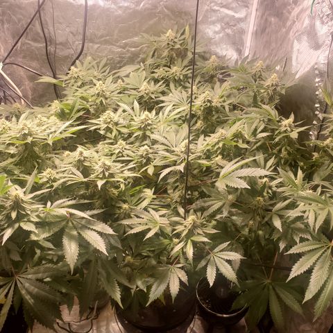 DWCCherryG Clone #1 Next growlog timeline photo