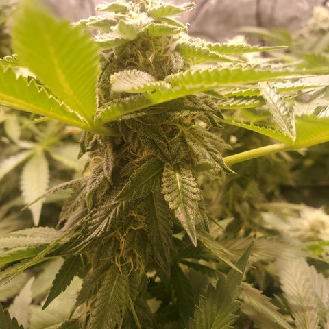 DWCCherryG Clone #1 Next growlog timeline photo