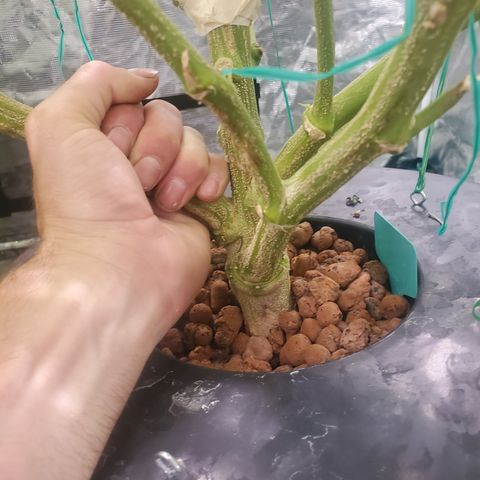 DWCCherryG Clone #1 Next growlog timeline photo