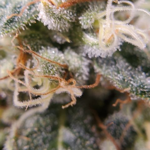 DWCCherryG Clone #1 Next growlog timeline photo