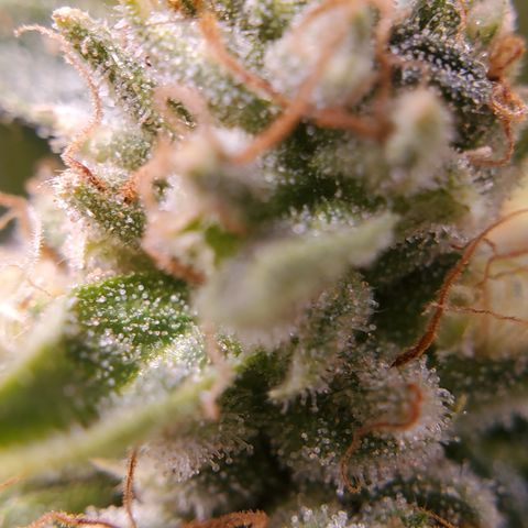 DWCCherryG Clone #1 Next growlog timeline photo