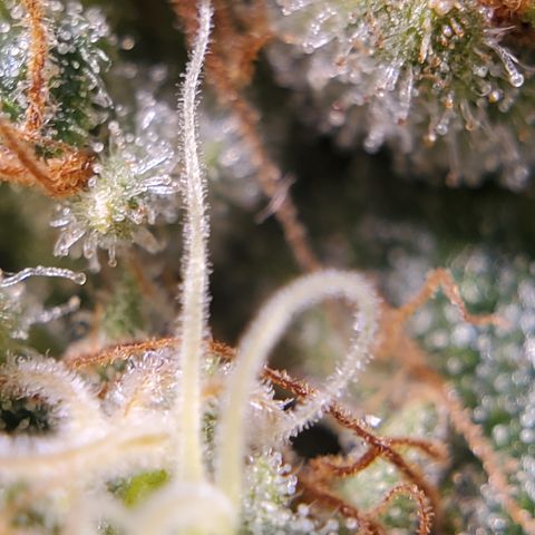 DWCCherryG Clone #1 Next growlog timeline photo