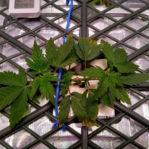 CRESCENDO RBX1 growlog timeline photo