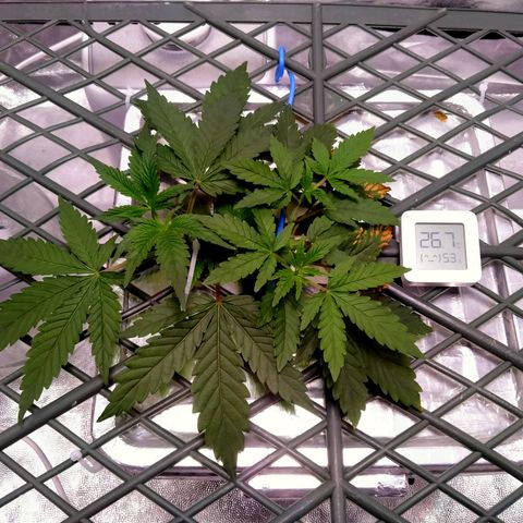 CRESCENDO RBX1 growlog timeline photo