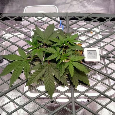 CRESCENDO RBX1 growlog timeline photo