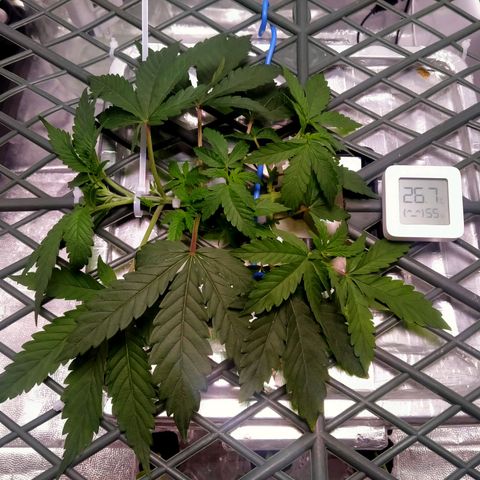 CRESCENDO RBX1 growlog timeline photo