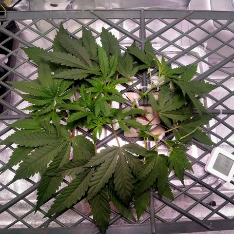 CRESCENDO RBX1 growlog timeline photo