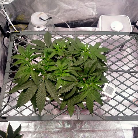 CRESCENDO RBX1 growlog timeline photo