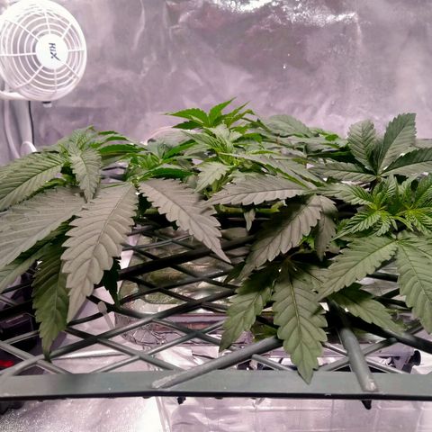 CRESCENDO RBX1 growlog timeline photo