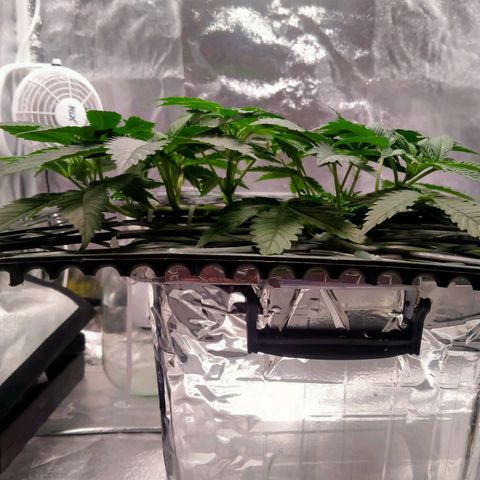 CRESCENDO RBX1 growlog timeline photo