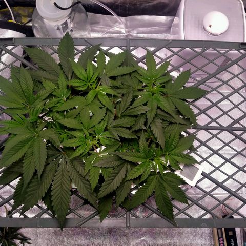 CRESCENDO RBX1 growlog timeline photo