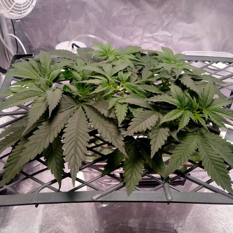 CRESCENDO RBX1 growlog timeline photo