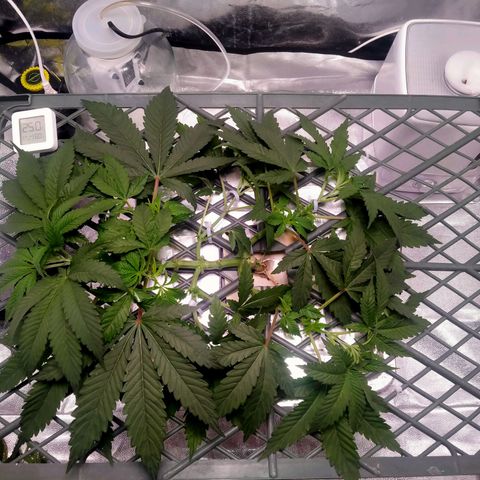 CRESCENDO RBX1 growlog timeline photo