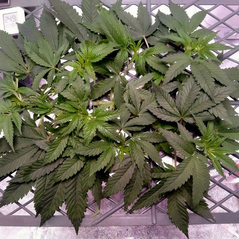CRESCENDO RBX1 growlog timeline photo