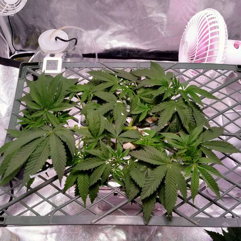CRESCENDO RBX1 growlog timeline photo