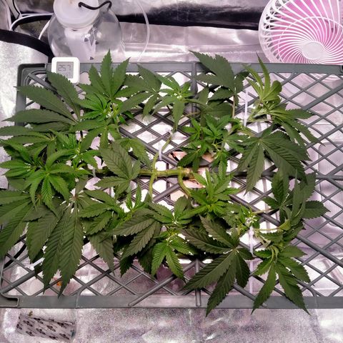 CRESCENDO RBX1 growlog timeline photo