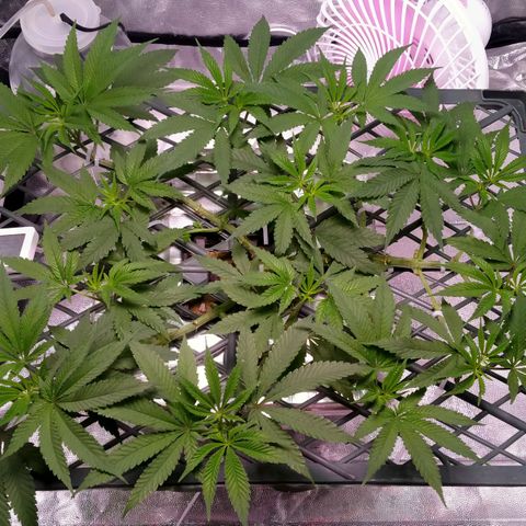 CRESCENDO RBX1 growlog timeline photo