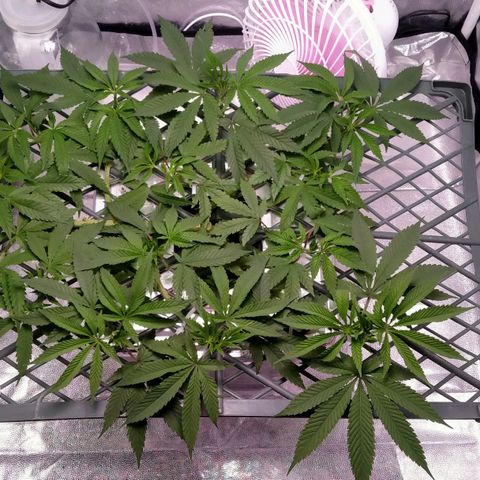CRESCENDO RBX1 growlog timeline photo