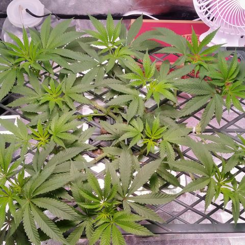 CRESCENDO RBX1 growlog timeline photo
