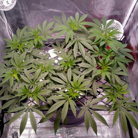 CRESCENDO RBX1 growlog timeline photo