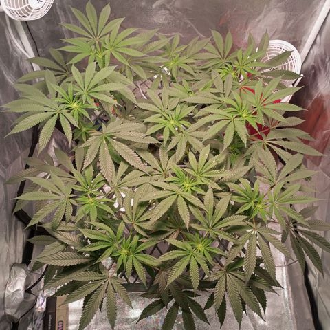 CRESCENDO RBX1 growlog timeline photo