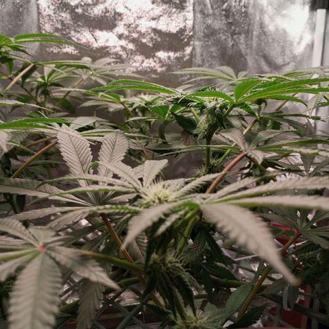 CRESCENDO RBX1 growlog timeline photo