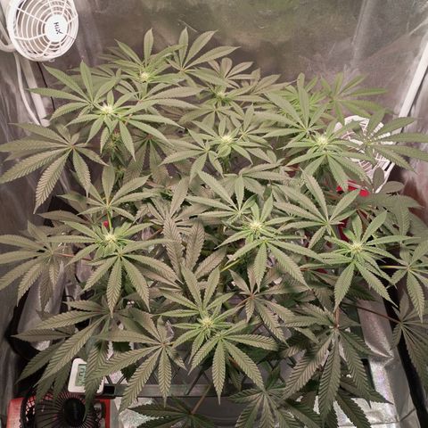 CRESCENDO RBX1 growlog timeline photo