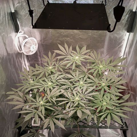 CRESCENDO RBX1 growlog timeline photo