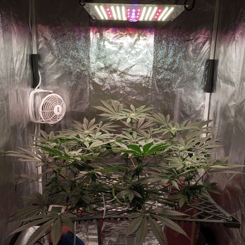 CRESCENDO RBX1 growlog timeline photo