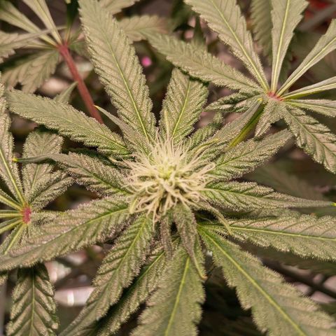CRESCENDO RBX1 growlog timeline photo