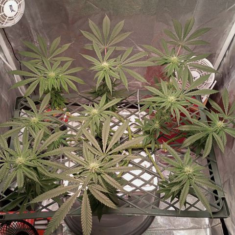 CRESCENDO RBX1 growlog timeline photo