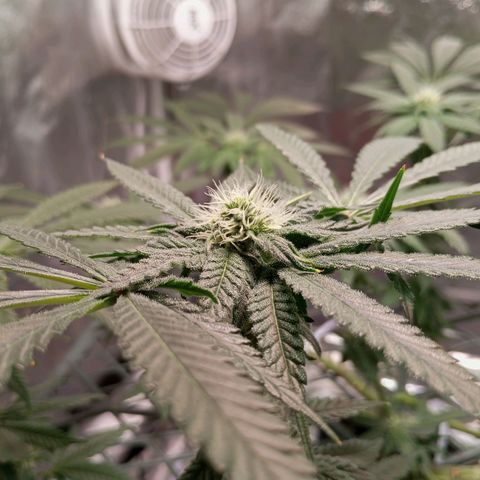 CRESCENDO RBX1 growlog timeline photo
